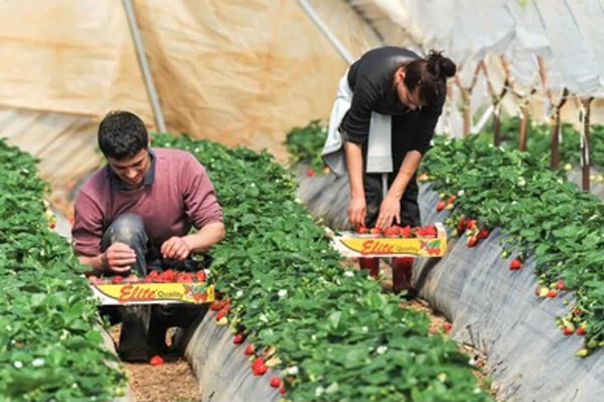 How to Get a Fruit Picking Job in Canada